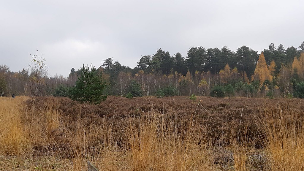 Boswandeling-5